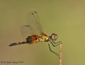 Celithemis amanda, male